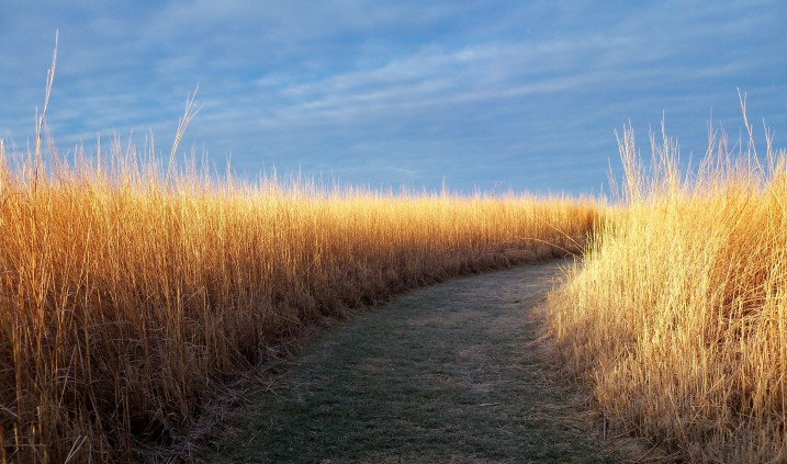 chemin de Vie